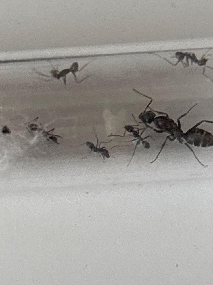 Irydomyrmex anceps