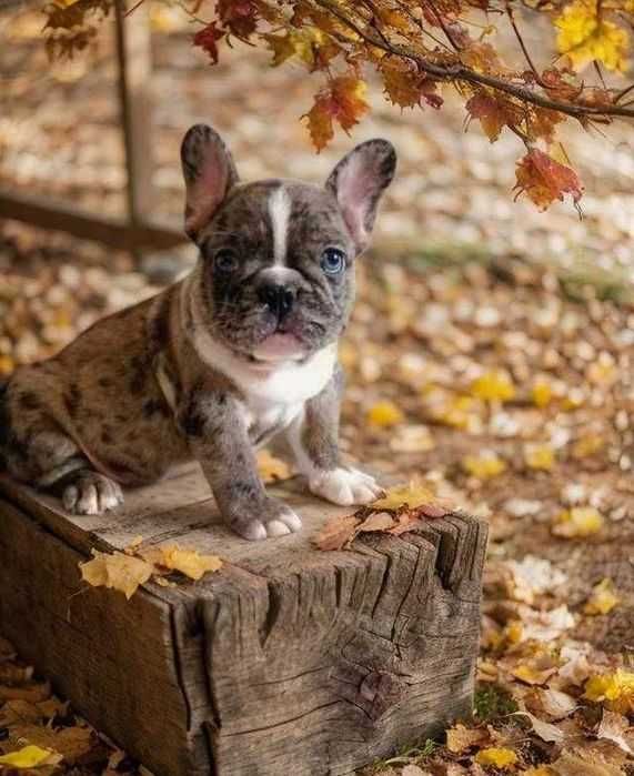 Французский бульдог. Мерле окрас.