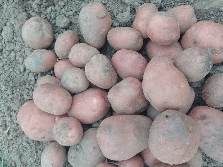 Ziemniaki Soraya  Redsonia Bellarosa