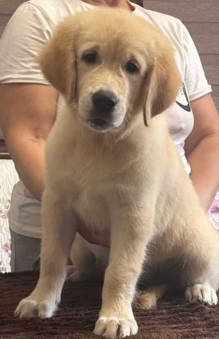 Золотистый ретривер. Девочки. КСУ.