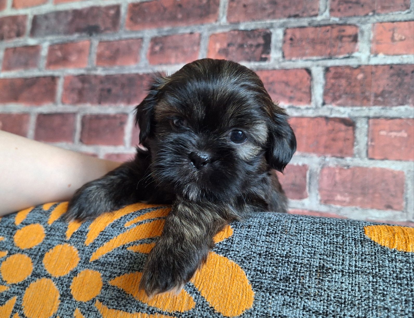 Shih-Tzu piesek brązowy