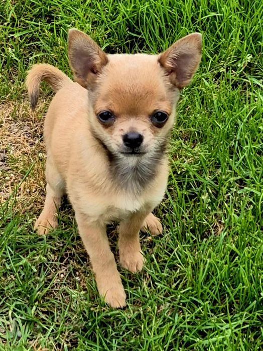 Malutki Chihuahua