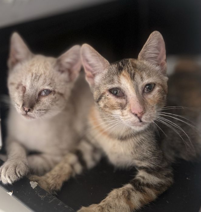 Duas gatas - para adoção