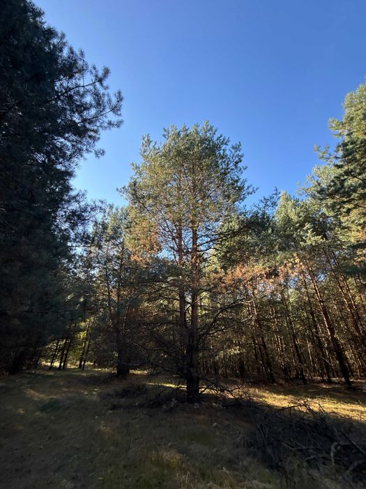 Sprzedam działkę leśną i do zalesienia 13022 m2