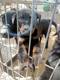 Pieski po rottweiler i labradorka