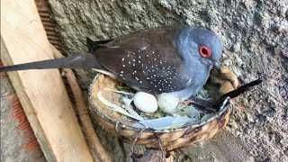 Vendo rolas diamante a cantar