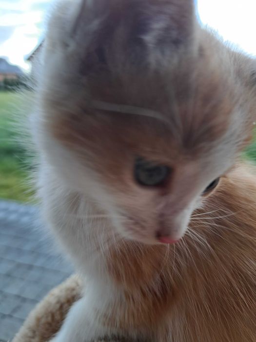 2 male kotki rudo biale