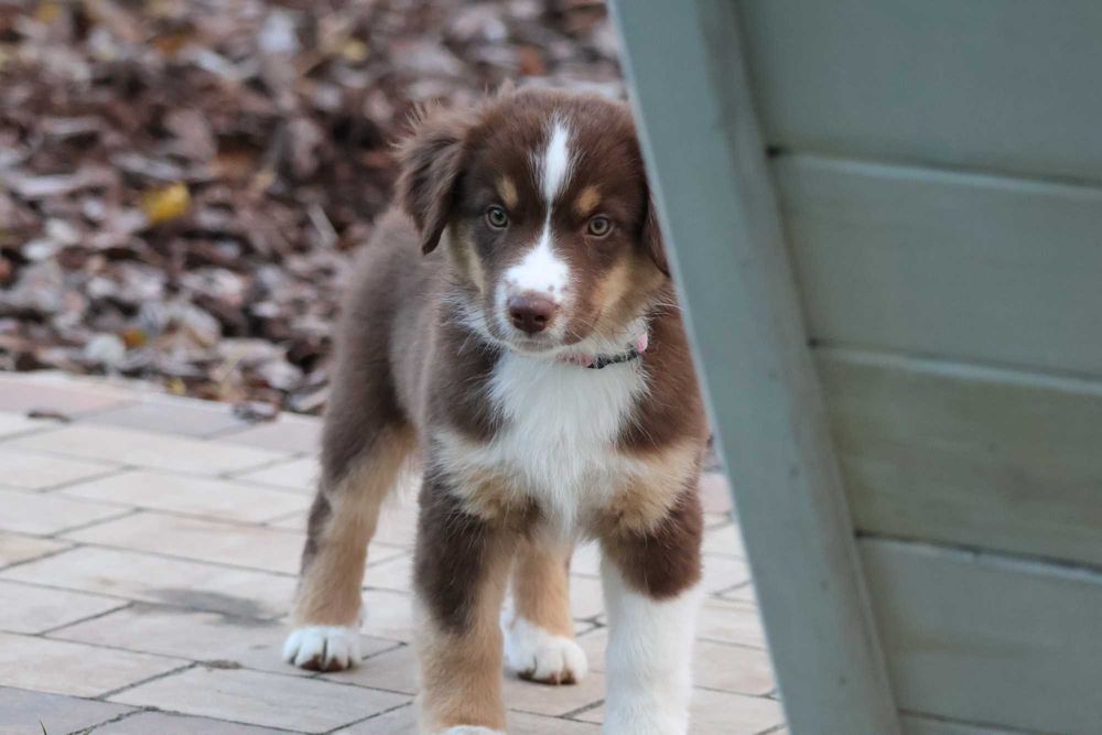 Miniaturowy Owczarek Amerykański , MAS, piesek FCI