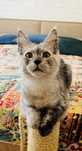 Kotka Maine Coon rodowod FPL/FIFA opcja hodowlana