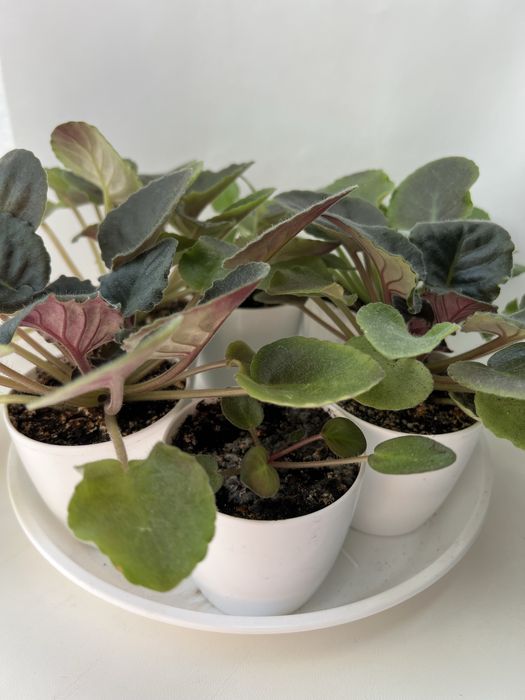 Продаю фіалки (сентполії)