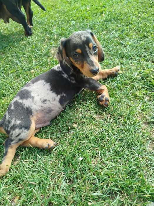 Sprzedam jamniki merlle