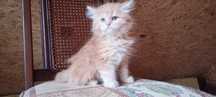 Mainecoon z rodowodem