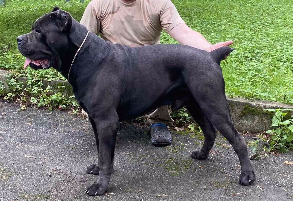 Предлагается к вязки Кабель порода кане-корсо в