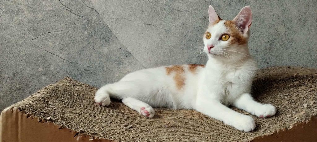 Kotek do adopcji