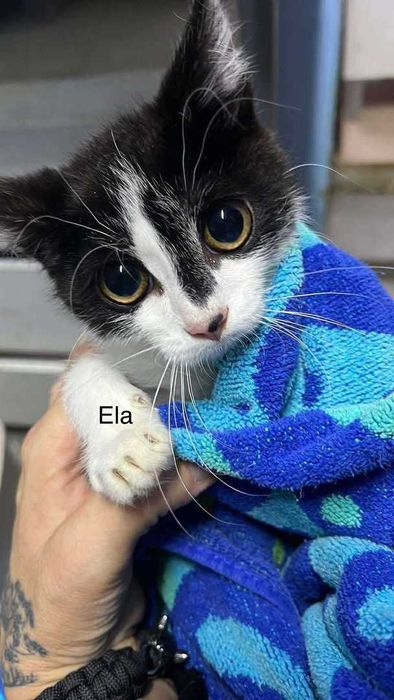 Pilne!! 6 mcz piekne wyjątkowe kotki czekają na opiekuna Żychlin