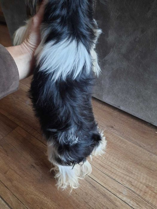Yorkshire terrier chłopak 1.90 kg paszport