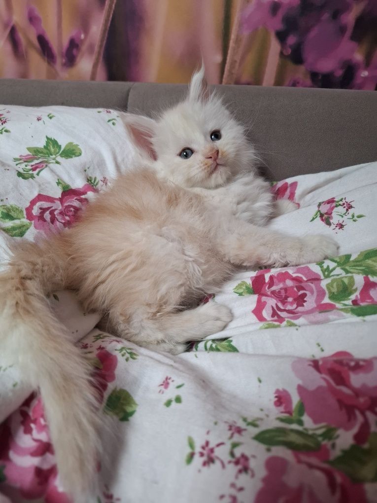 Kocurek Maine Coon
