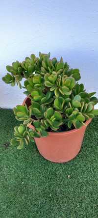 Planta do dinheiro 7€