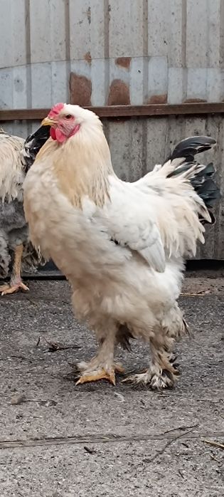 Продам півнів 500грн.