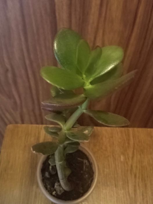 Кімнатні рослини