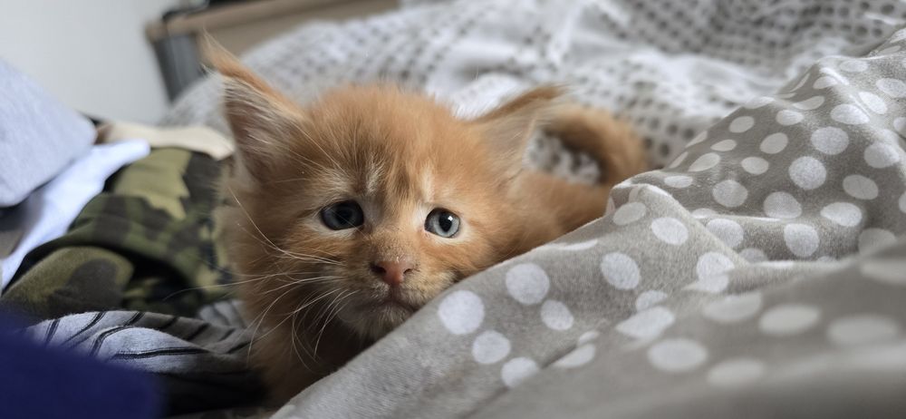 Maine coon kocurek rudy