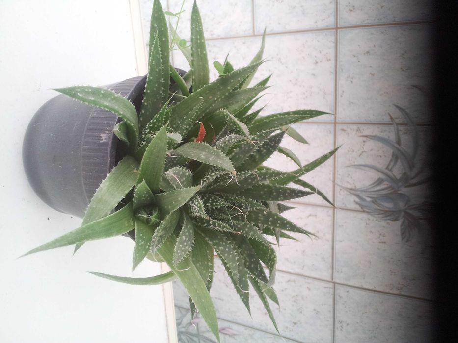 Продам алоэ вера