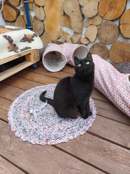 GENIA - Schronisko dla Zwierząt w Ostródzie