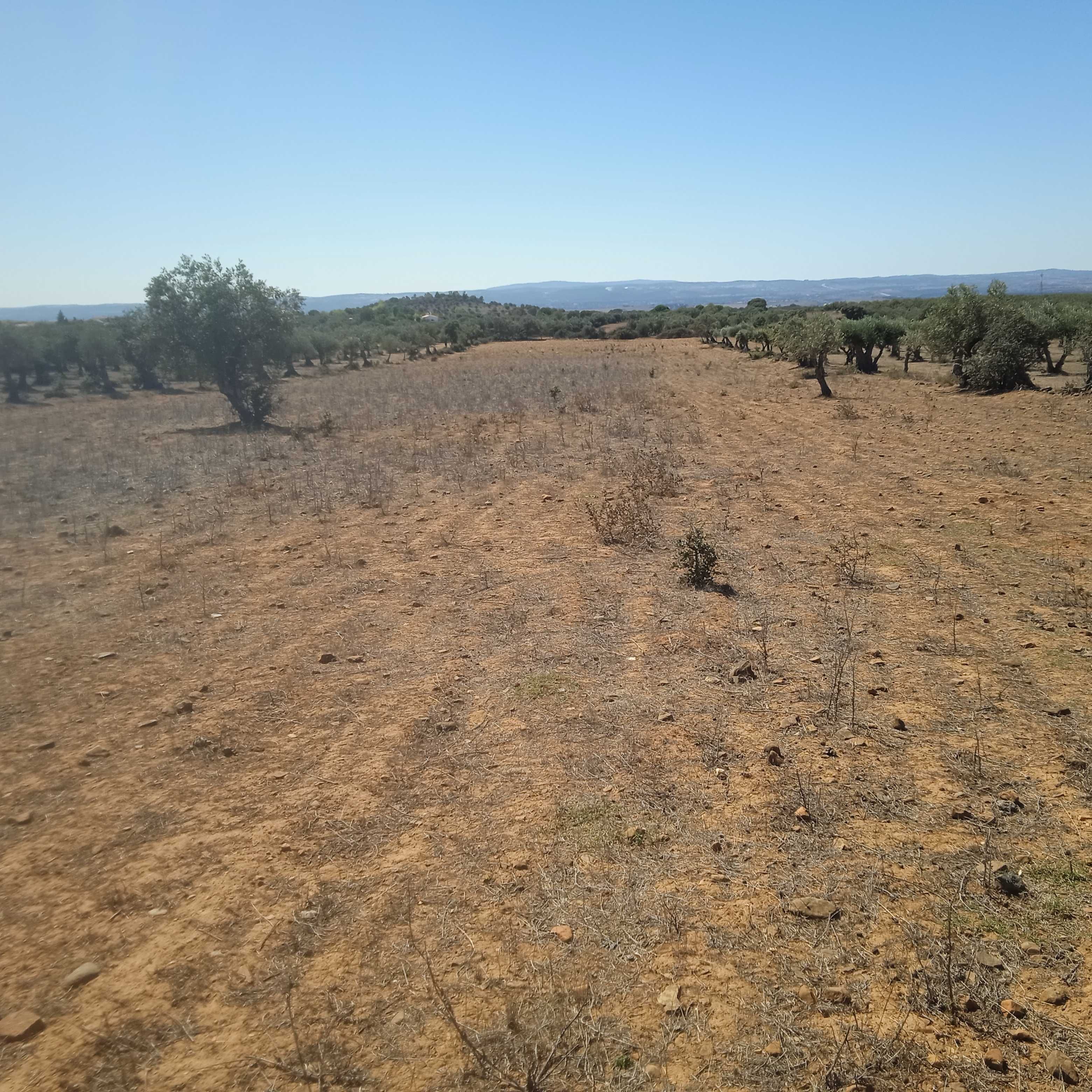 Propriedade/terreno em Vila Boim