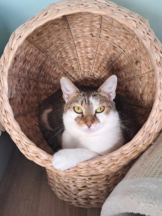 Koteczka Pola szuka cierpliwego domu