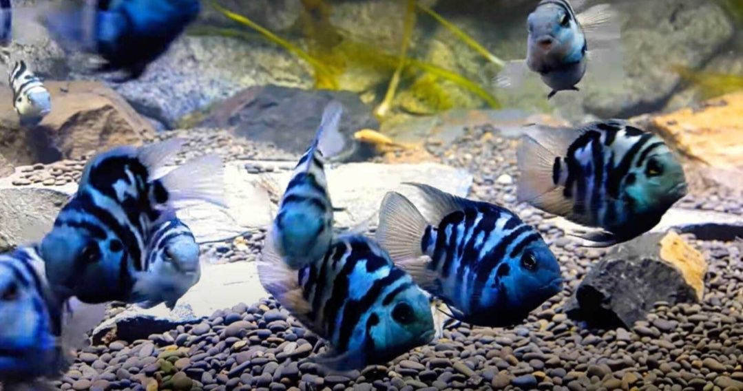 Ryba Pielęgnica Papuzia Blue Tiger Cichlasoma Parrot Ryby Pielęgnice