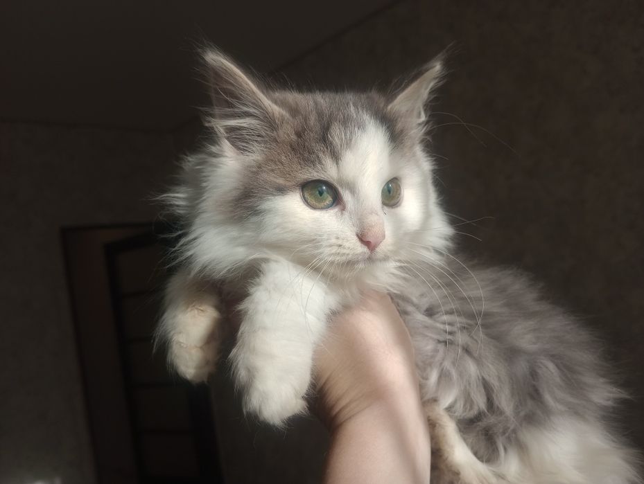 Вивьен 2,5 мес вакцинирована+бесплатная стерилизация