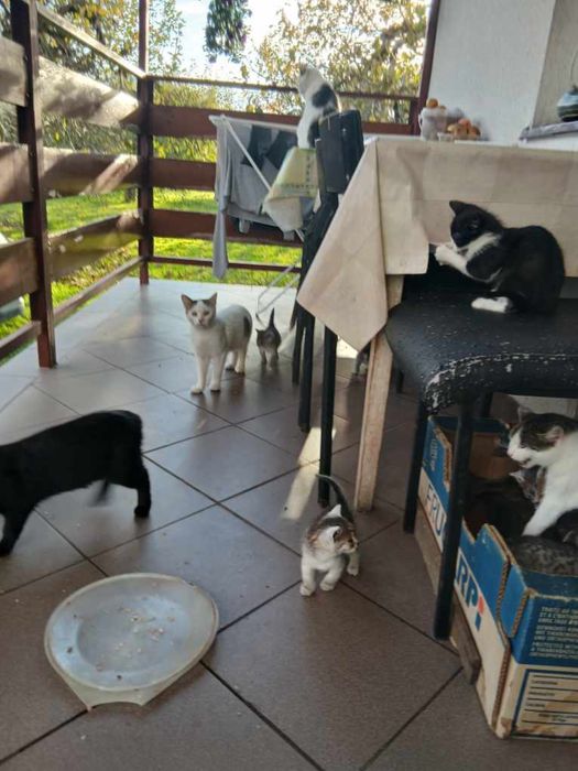 Oddam kotki rozne kolory