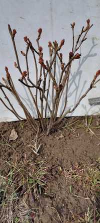 Піон деревовидний бордовий буде цвісти в цьому році.