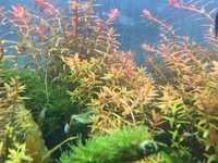 Rotala Stem Plant