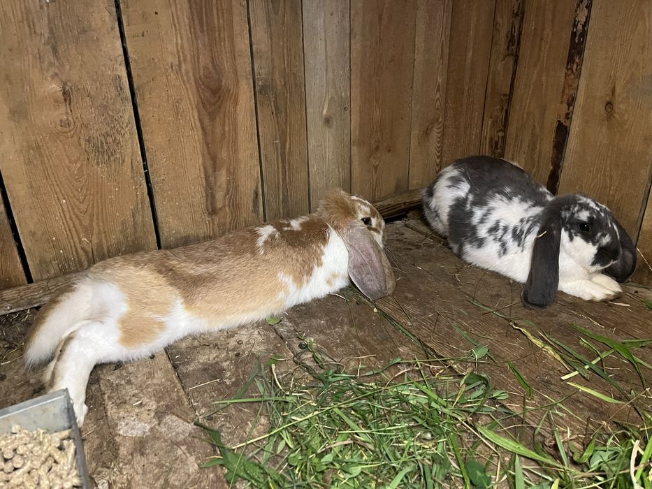 Króliki baran francuski