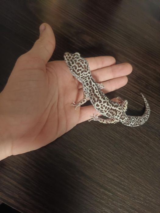 Samica gekona lamparciego