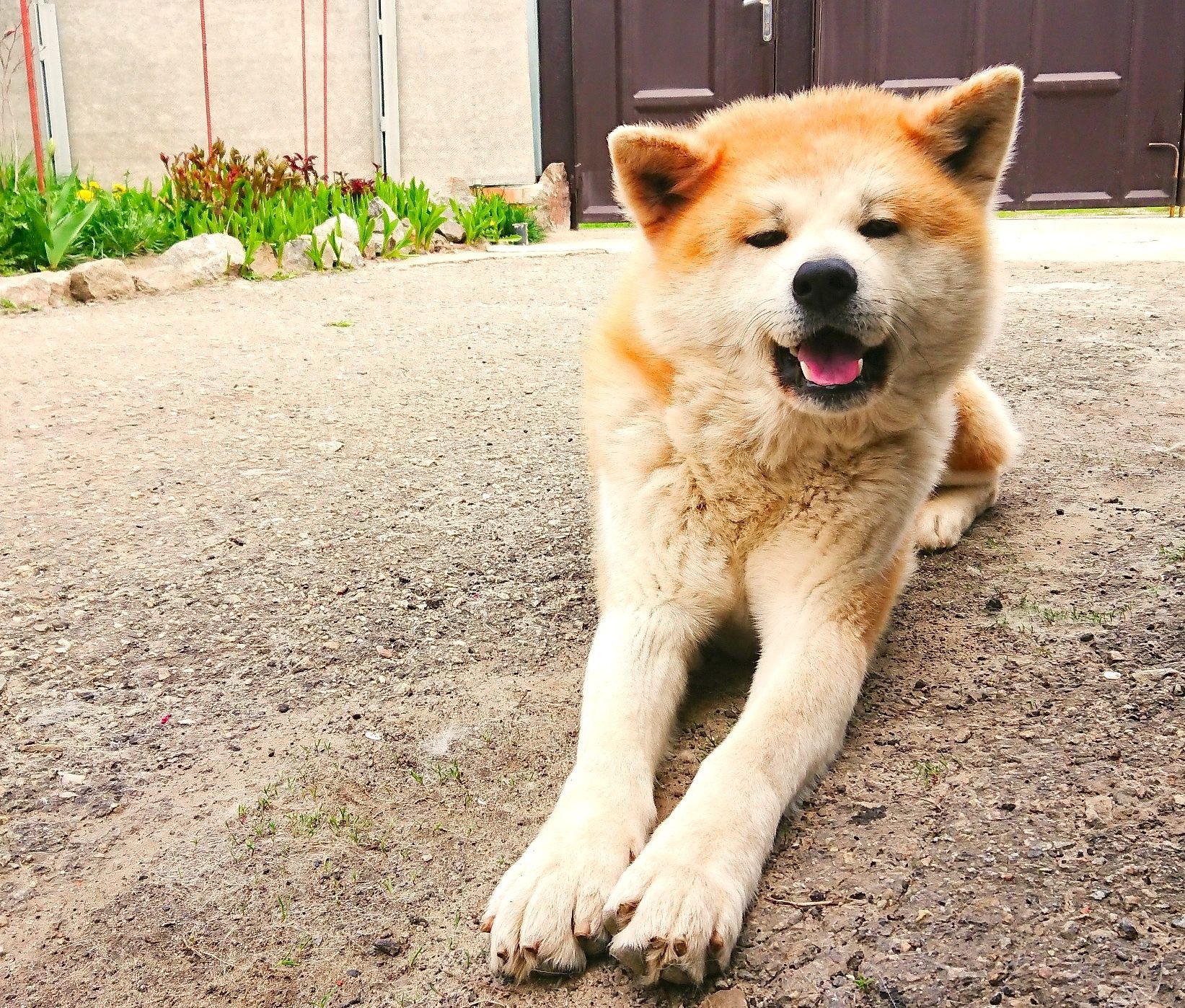 Вязка . Кобель  Akita inu . Парень ждёт девушку .