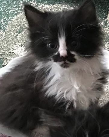 Кошенята в добрі руки