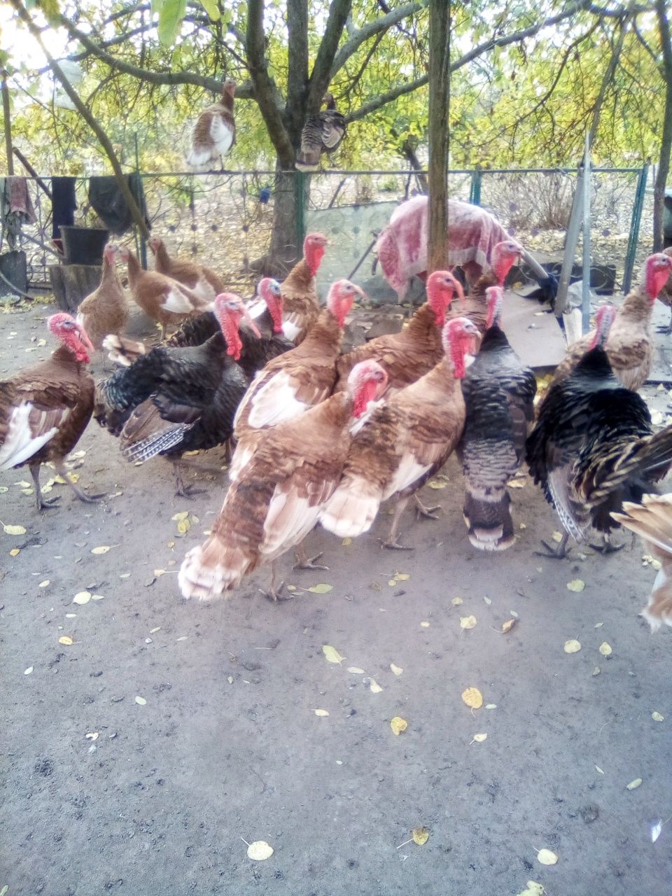 Продам простих індиків