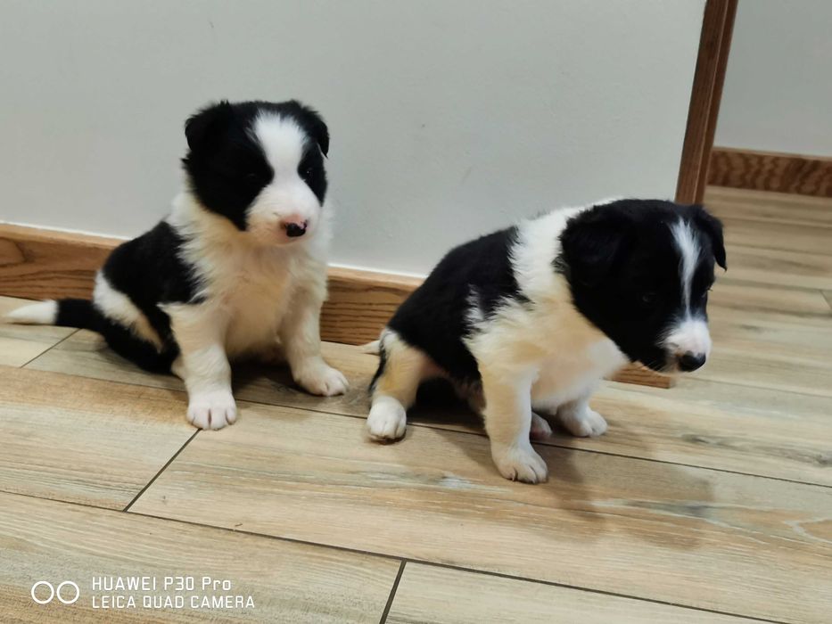 Border collie piesek czarno biały