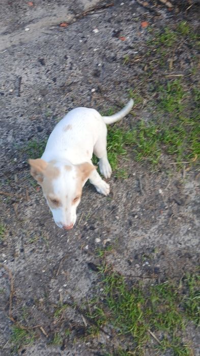 Cachorro Podengo caça