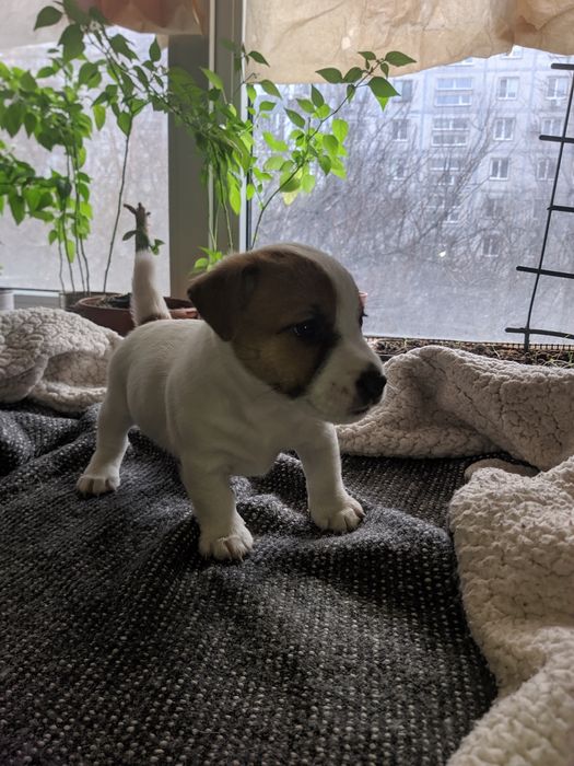 Продам щенков Джек Рассел терьер