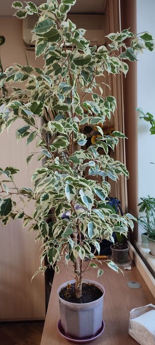 Продам фікуси і дифенбахію