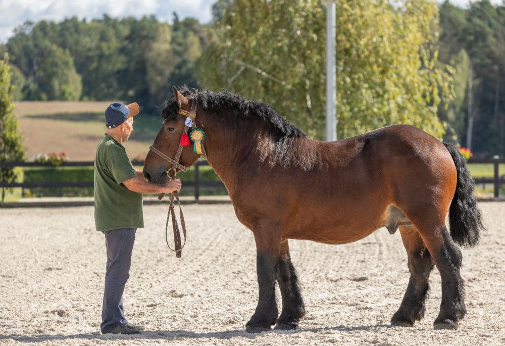 Sprzedam ogiera rasy Arden Polski
