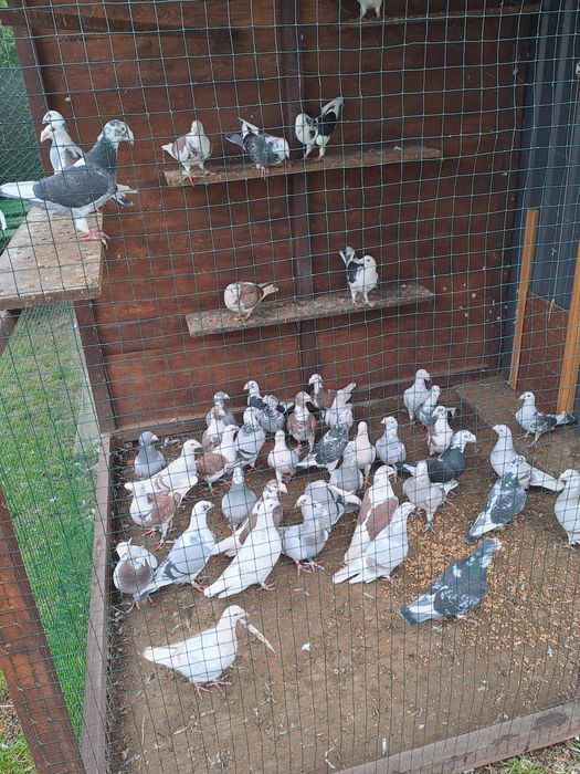 Golebie staropolskie