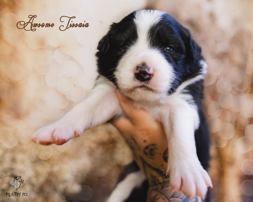 Psiatry FCI Border Collie suczka czarno biała