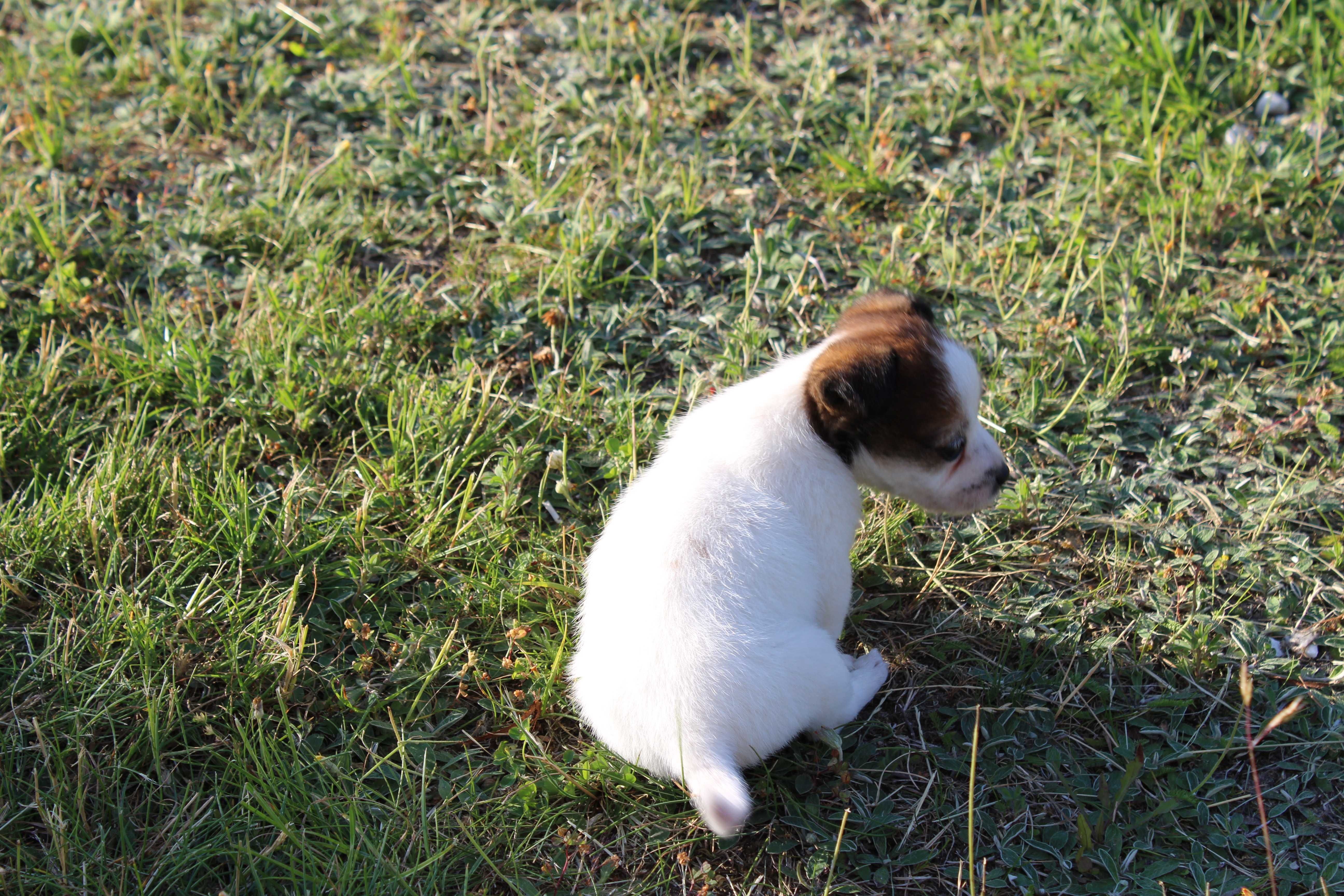 szczeniak Leo piesek Jack Russell Terrier pochodzenie ZKWP FCI