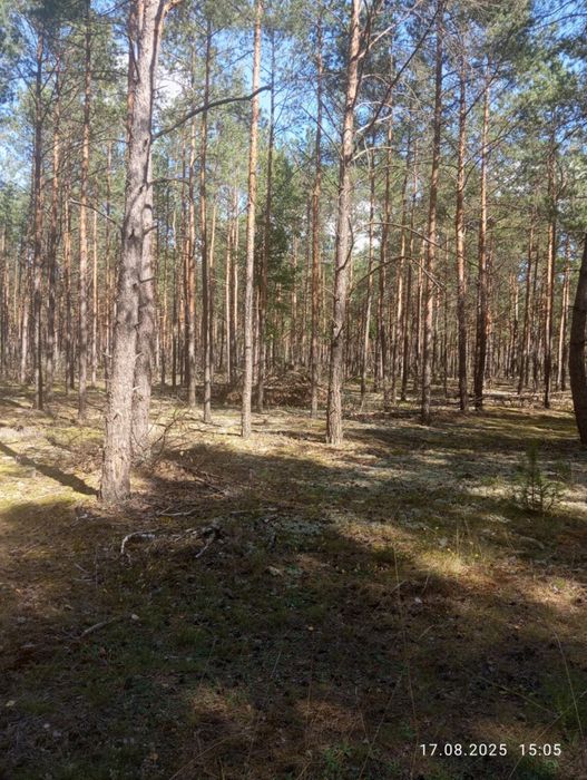 Dwie działki leśne 5ha