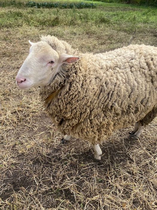 Продам барана, 1 рік