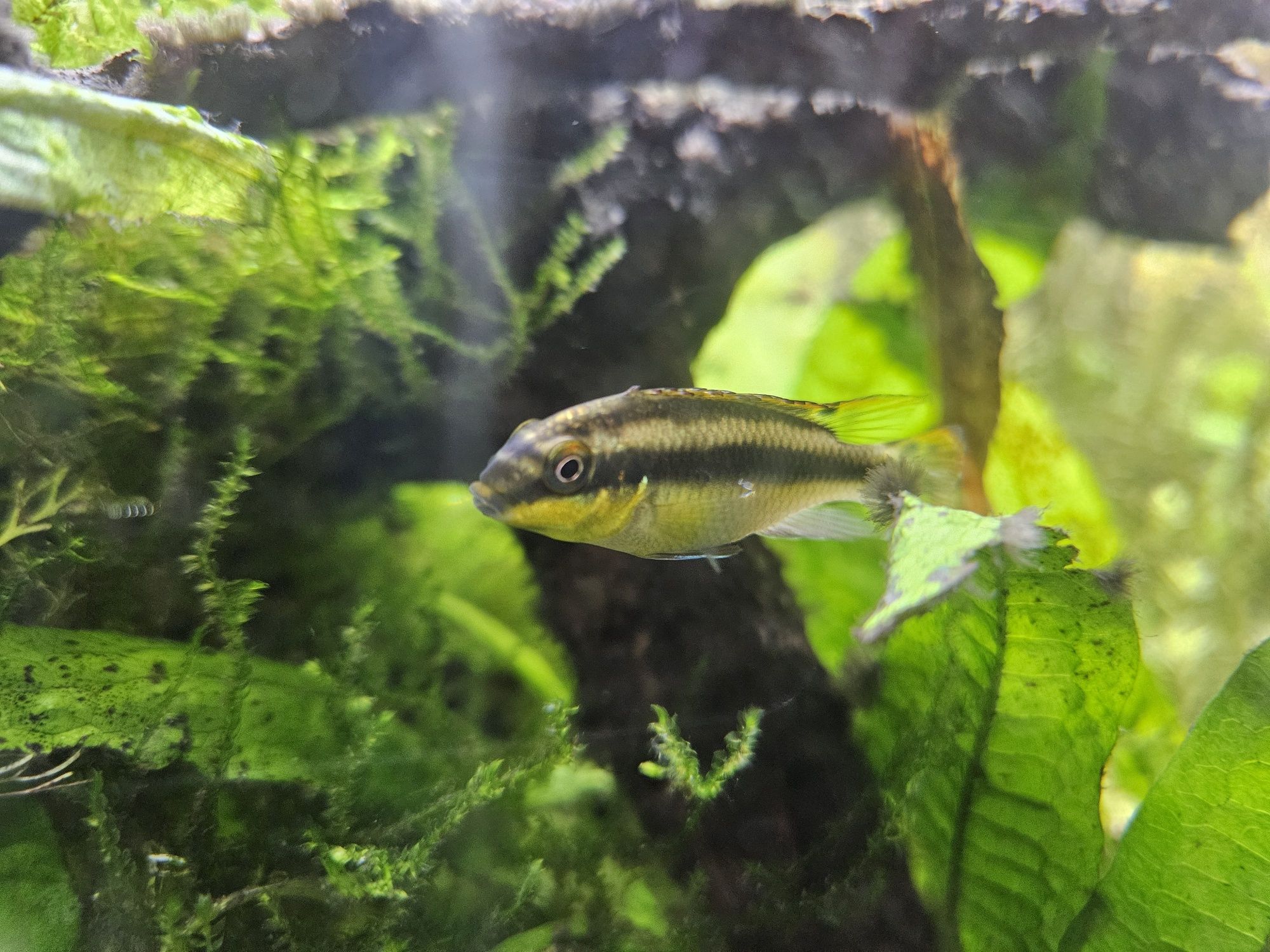 Kribensis diferentes tamanhos